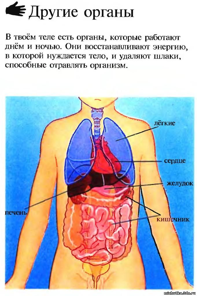 Все Органы Фото